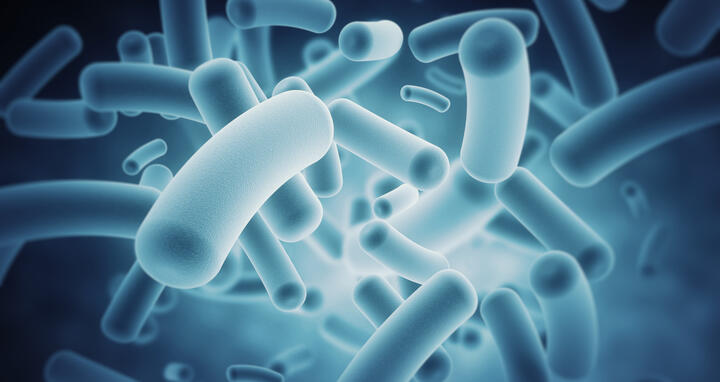 Bacteria in the human microbiome