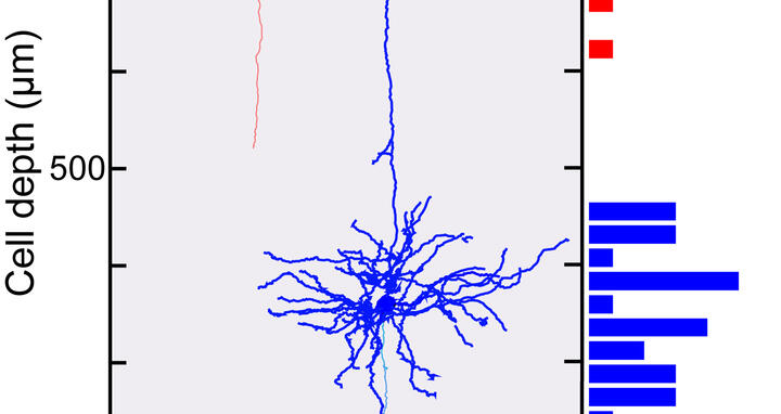 Rekonstruktion von Nervenzellen des primär-sensorischen Kortex aus Schicht L2/3 (rot) und L5 (blau). 