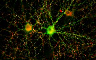 A neuronal network of two nerve cells in the petri dish