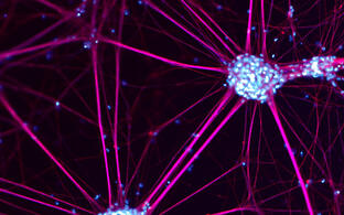 Nerve cells cultivated from mouse stem cells