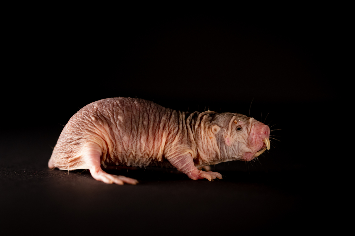 High-ranking naked mole-rats are more resilient | Max Delbrück Center