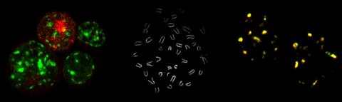 Di Virgilio Lab background image