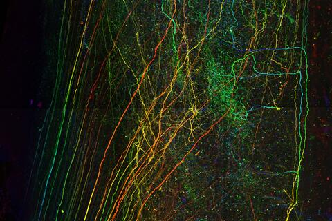 Lewin Lab background image