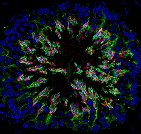 Bader Lab background image