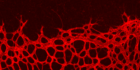 Gerhardt Lab background image