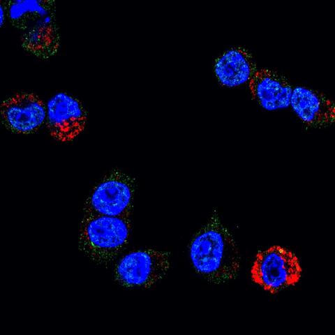 Simon Lab background image