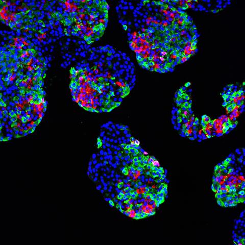 Sander Lab background image