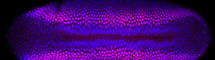 Gefärbter Drosophila-Embryo