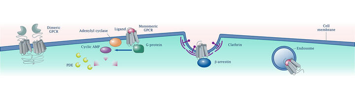 G-Protein, Cyclic AMP