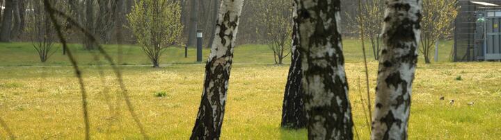 Trees