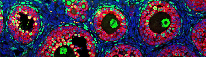 Lupiáñez Lab