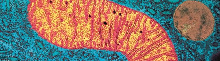 Mitochondria are cool Mitochondria are cool