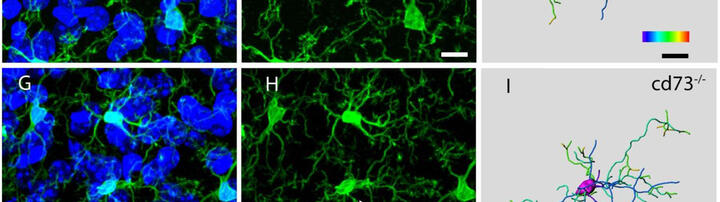 Kettenmann_Lab_Header