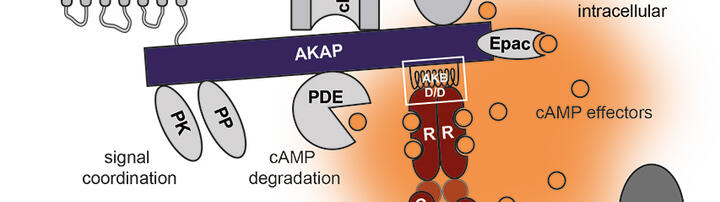 Model of cAMP signaling microdomain _Klussmann Lab Model of cAMP signaling microdomain