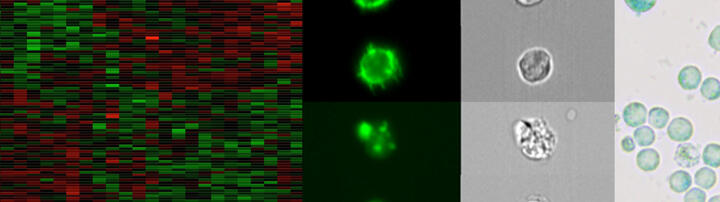 Schmitt_Lab_Header