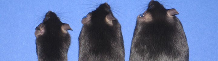 Treier_Header_BSX ob KO mice v3