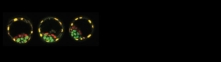 Mouse Blastocysts