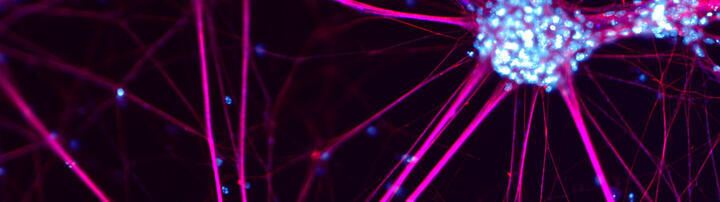 Nerve cells cultivated from mouse stem cells