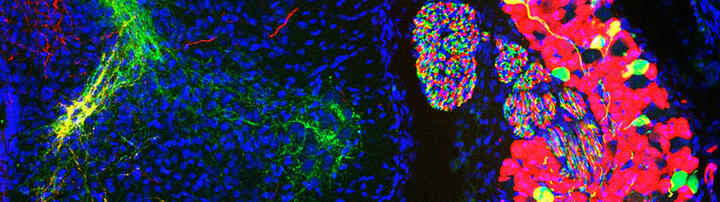 Wissenschaftliches Bild