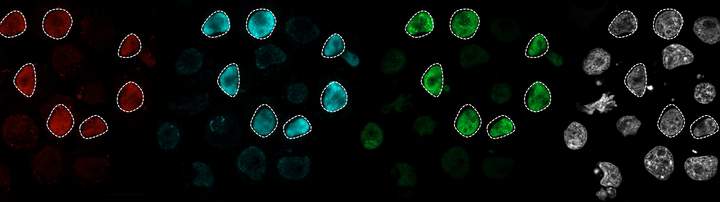Rhinoceros pluripotent stem cells