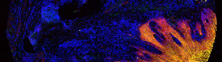 Scientific image