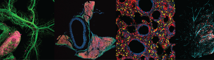 scientific images