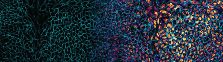 scientific image