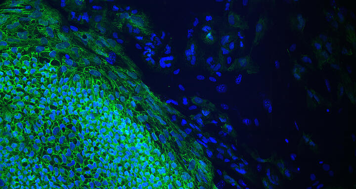 induced pluripotent stem cells in a pluripotency test