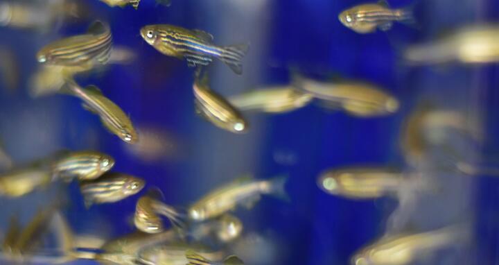 Zebrafish
