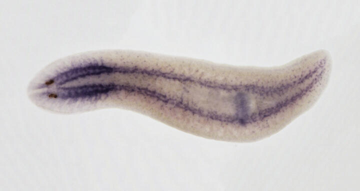 Planarian