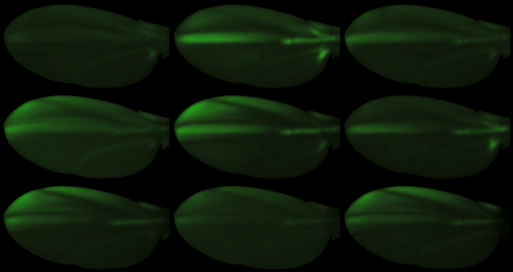 Gene Expression in Drosophila wings