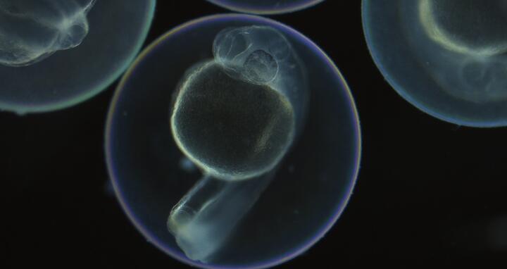LINNAEUS makes it possible to trace the origin of each cell of a zebrafish