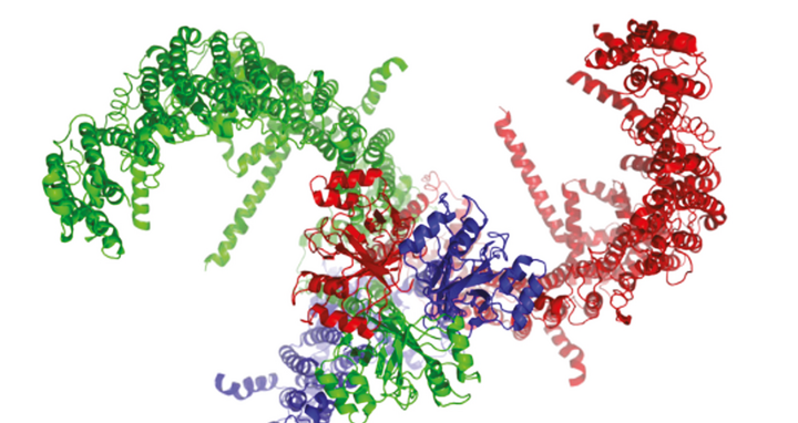 Force-gated channels, physiology, regulation, and function