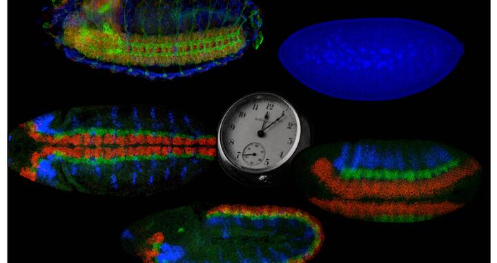 A fruit fly embryo changes drastically in only about twelve hours
