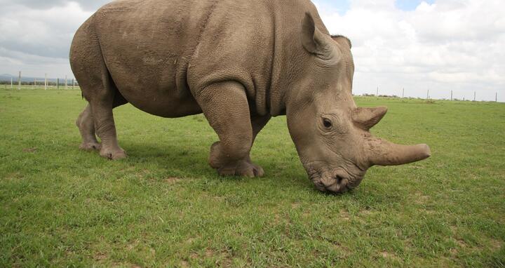 The Northern White Rhino Fatu is one of the last two remaining females of their species