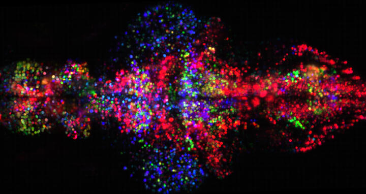 2018-12-18-Stephan_Preibisch_H2B_brainMap.bright jpg