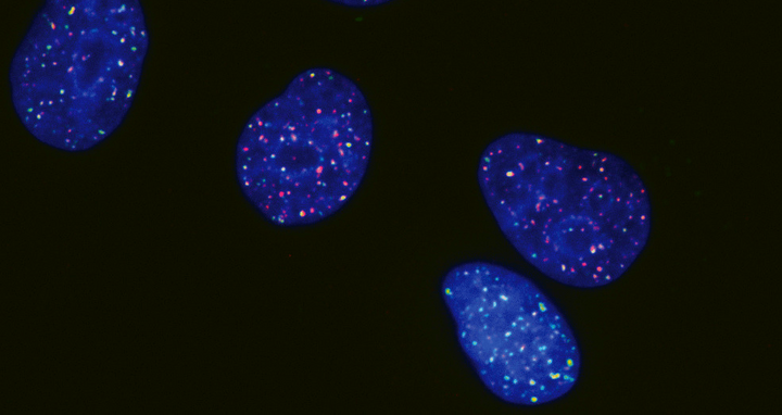 Cells