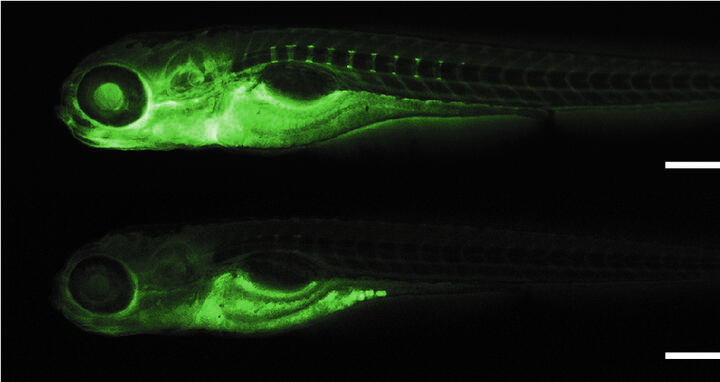 Zebrafish with and without tmem63c gene