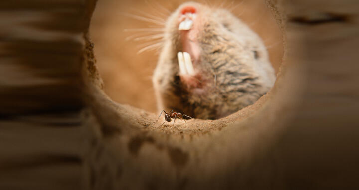 Highveld Mole Rat
