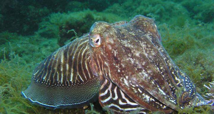 Tintenfisch