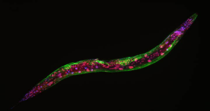 Tursun Paper (08/19)