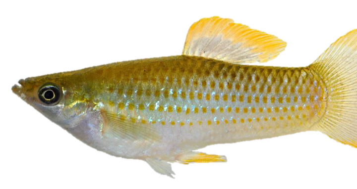 poecilia fish