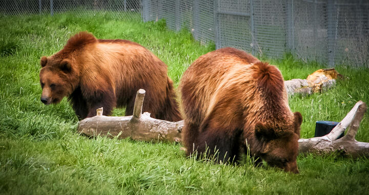 grizzly bears