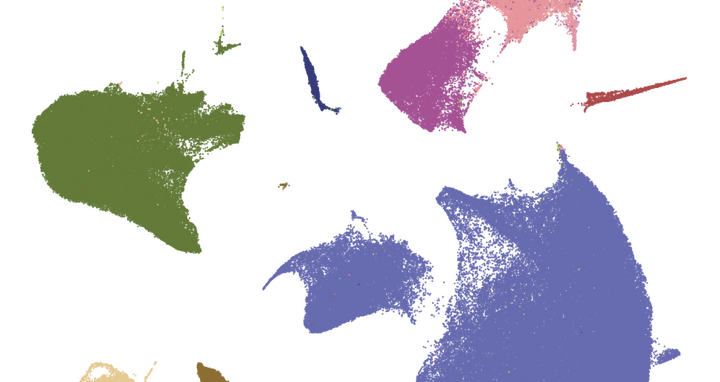 Herzzellen