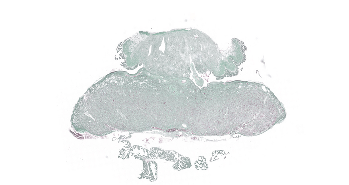Histologisches Bild einer Rattenplazenta