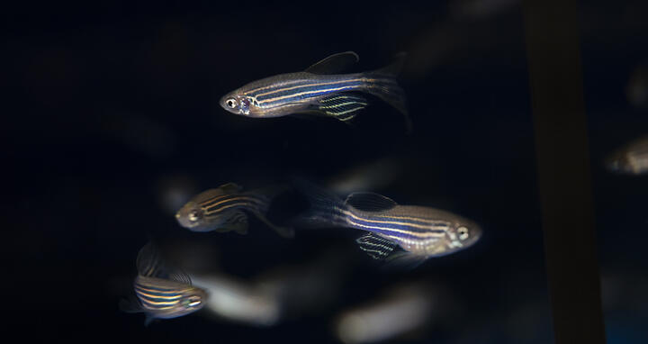 Zebrafisch