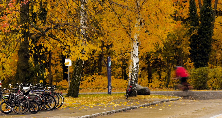 Herbstbäume auf dem Campus