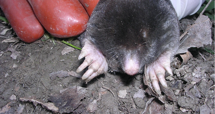 Mole
