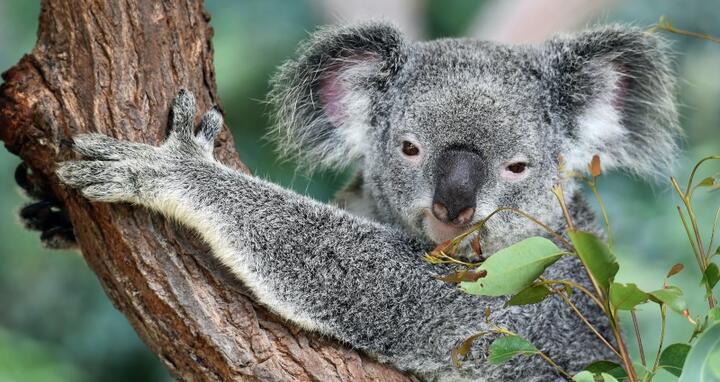 Koala on tree
