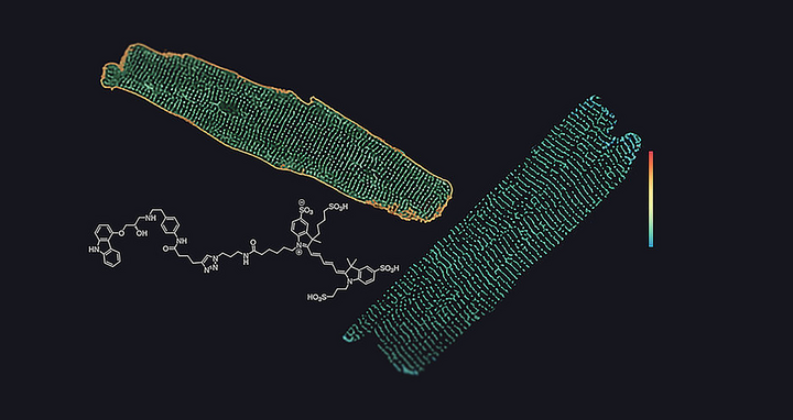 receptors in heart muscle cells